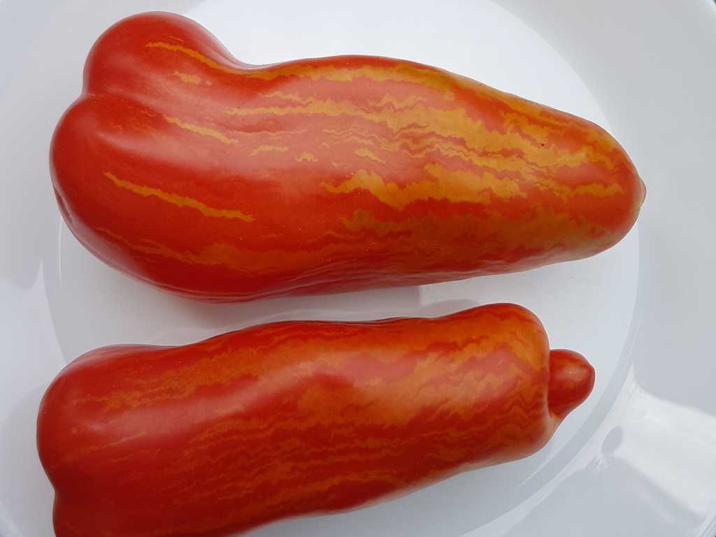 Pertsevidnyj Polosatyj (Pepperlike Striped) 